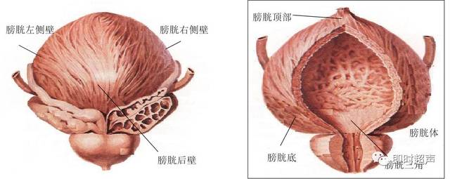 膀胱超声解剖及常见病变超声表现