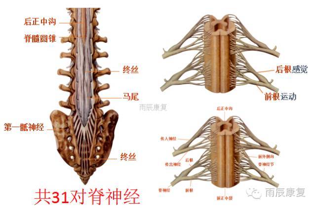 脊髓节  脊髓共分31个节段,包括颈髓8节,胸髓12节,腰髓5节,骶髓5节和1