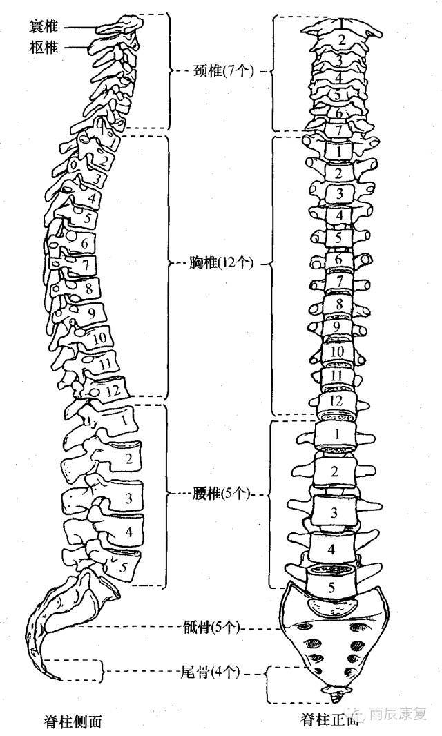 下端成人平第1腰椎体下缘(新生儿平第3腰椎 ),占据椎管的2/3,全长42