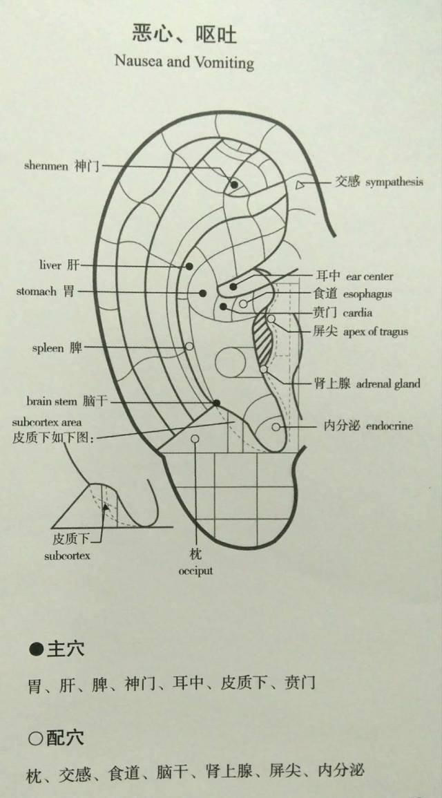 主穴:气管,咽喉,口,对屏尖,肺,肾上腺,内鼻,内分泌 配穴:神门,脾