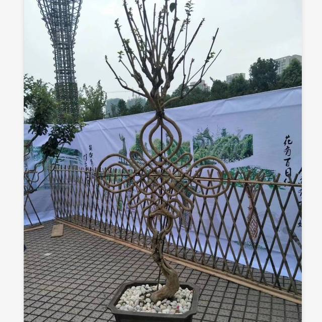 紫薇花瓶盆景植物造型骨架艺术造型编织模型制作程序