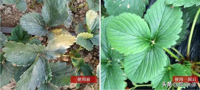 小瓢虫农技:如何防止草莓红柱病,做好这四步,可以综合