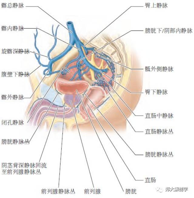 生殖系统|男性内生殖器官