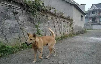农村土狗半夜"狂吠",打开门却什么也没有,咋回事?答案