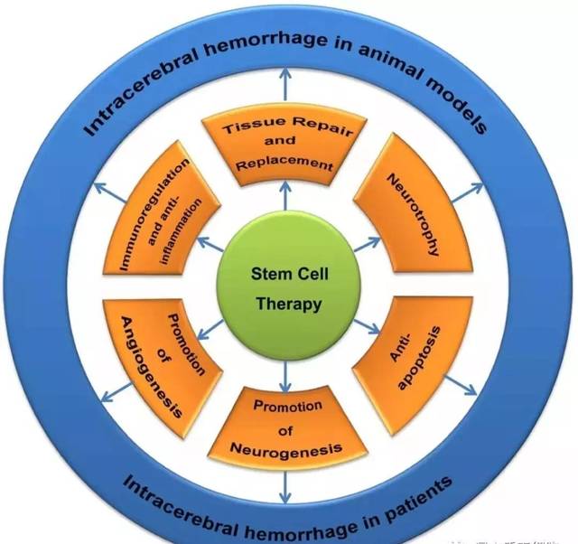 【松诺生物】干细胞疗法脑出血疾病的新进展!