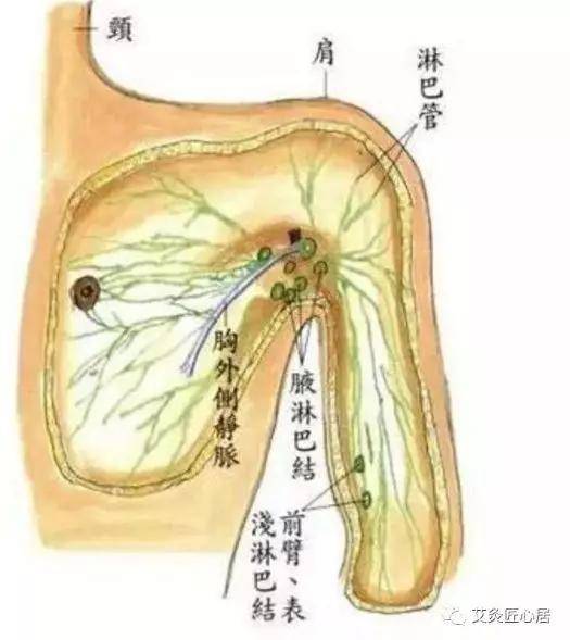 上半身毒素通过腋下淋巴排出,腋下淋巴堵塞,就意味着乳房的毒素没有