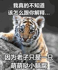 最后,让我们采访一下留下这些表情包,各位"大王"有什么感受?