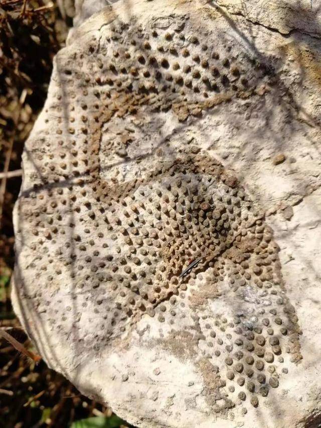 陆良县发现远古海洋生物化石,有关人士判定为海林檎化石.