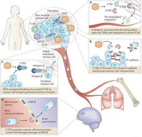 组织蛋白酶（cathepsin）