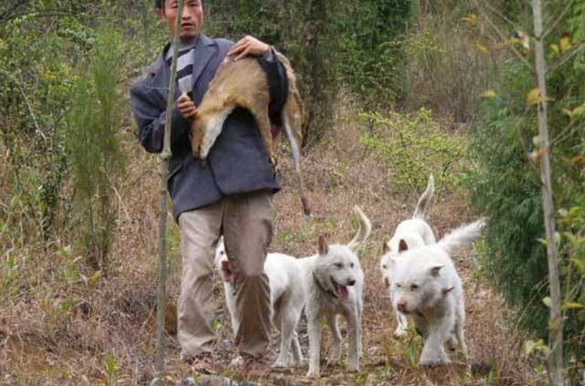 家有中国小土狗:十大品种几乎灭绝,这才是咱老百姓的好狗!