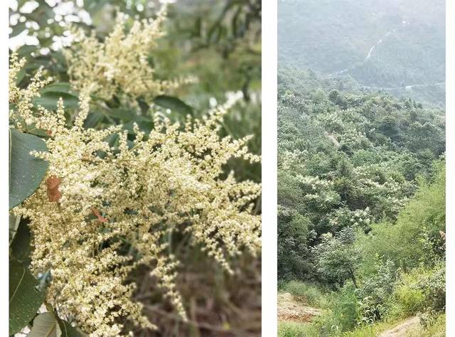 五倍子花实拍