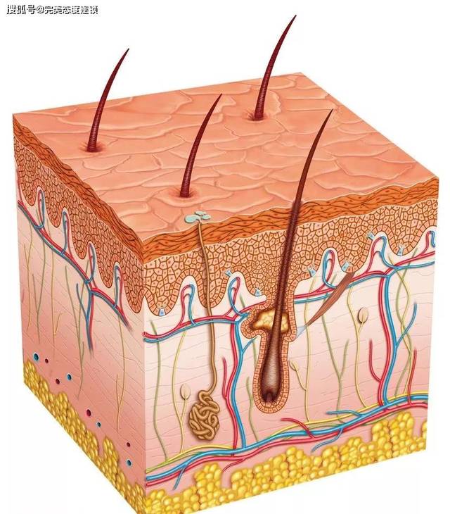 淡化多种斑 在皮肤表层形成天一然的屏圈 能淡化多种斑,同时滋养肌肤