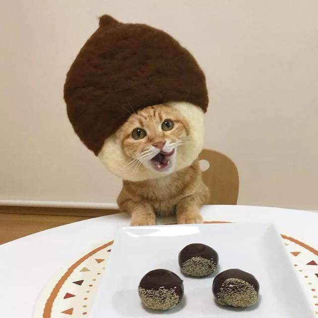爱逛超市的橘猫,一夜爆红!10万人疯狂吸猫:第一张就让人招架不住