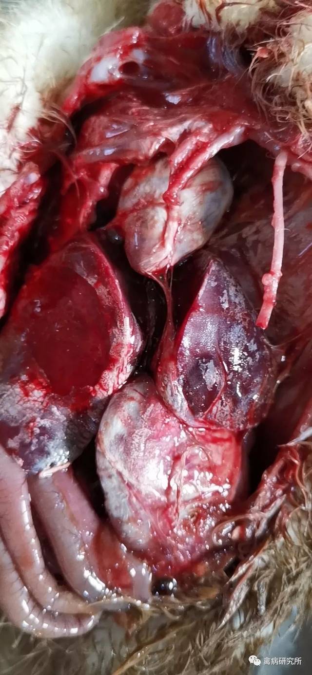 小鹅痛风怎么治疗好呢,看这里找主编有绝招.