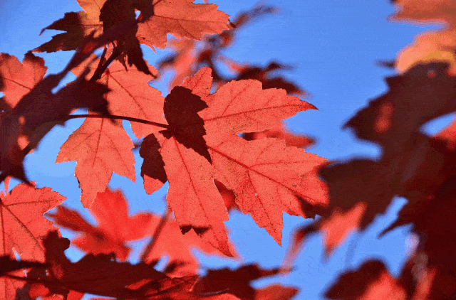 速看!2020年放假安排出炉~大调整