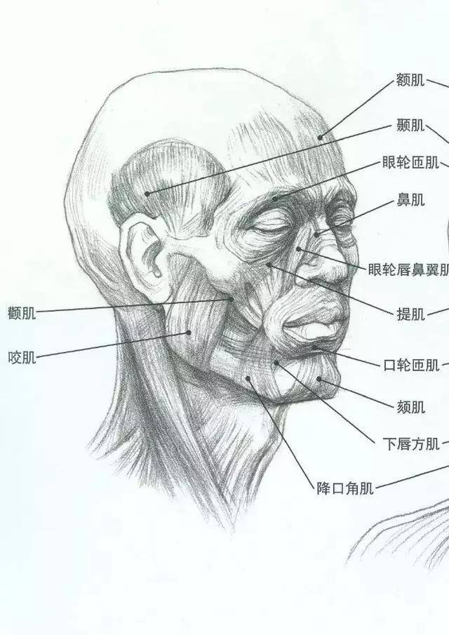 还要了解脸部肌肉之间的组成,衔接