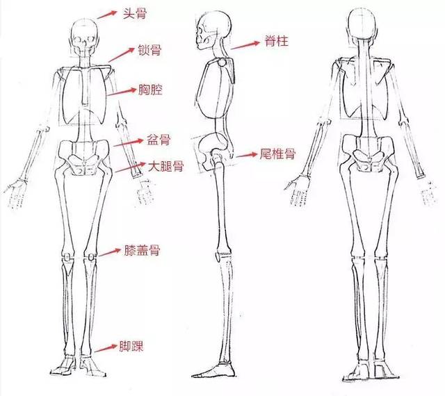 人体有206块骨头和约639块肌肉,初学者一听头都大了,人体骨骼和肌肉的