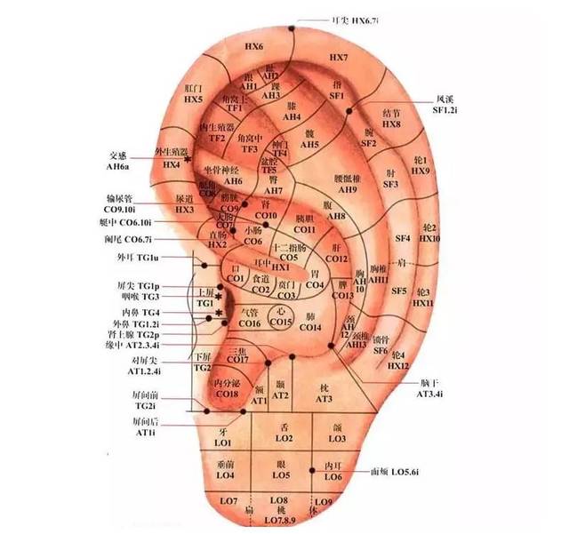 通常耳皮会盖住毛孔,压迫神经,采完耳朵后通气流畅,毛孔的呼吸排泄都