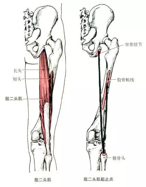 远固定时,两侧收缩,使骨盆后倾 半腱肌,半膜肌,股二头