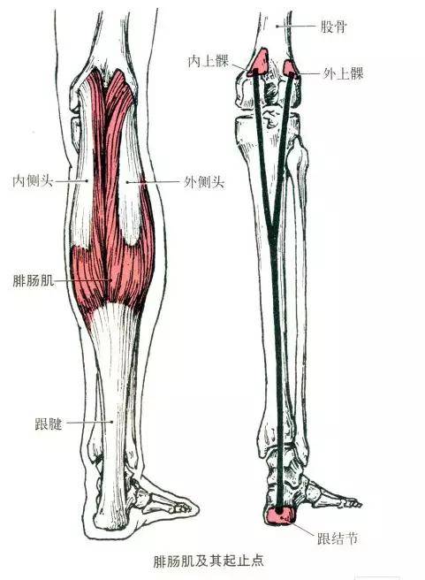 胫骨前肌,小腿三头肌的解剖 部位:小腿前外侧浅层.