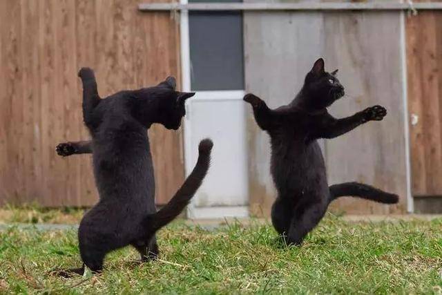 猫咪劲爆钢管舞?可爱在性感面前一文不值