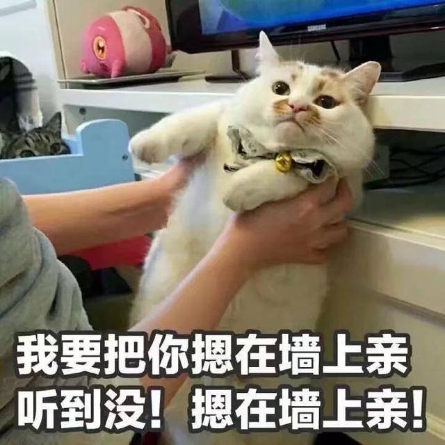 表情包:看着我的卡姿兰大眼告诉我,爱我吗
