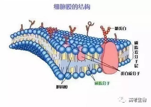 以细胞膜的成分,结构和功能为中心