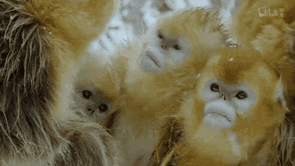 599_337gif 动态图 动图