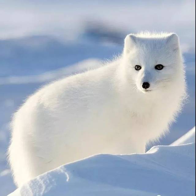 北极狐 arctic fox