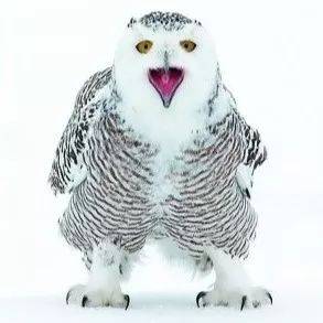 雪鸮snowy owl