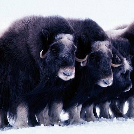 麝牛 musk ox