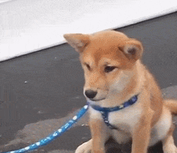 壁纸 动物 狗 狗狗 349_301 gif 动态图 动图