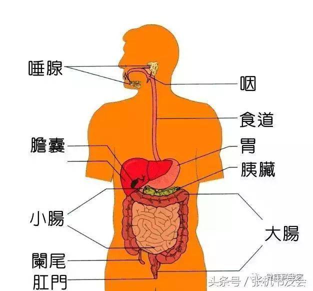 帮你学中医:给你最易理解的五脏六腑,气机!(附上八大系统)