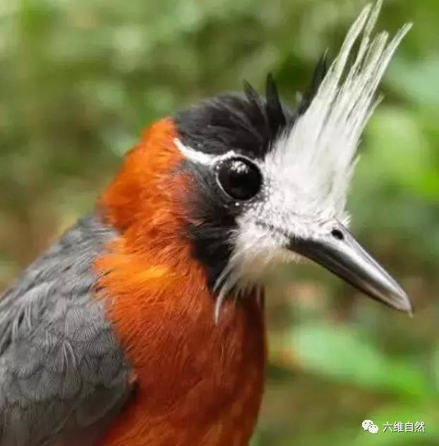 大自然一种奇特共生联盟:蚂蚁群为蚁鸟寻找昆虫,避免蚁鸟专吃蚁