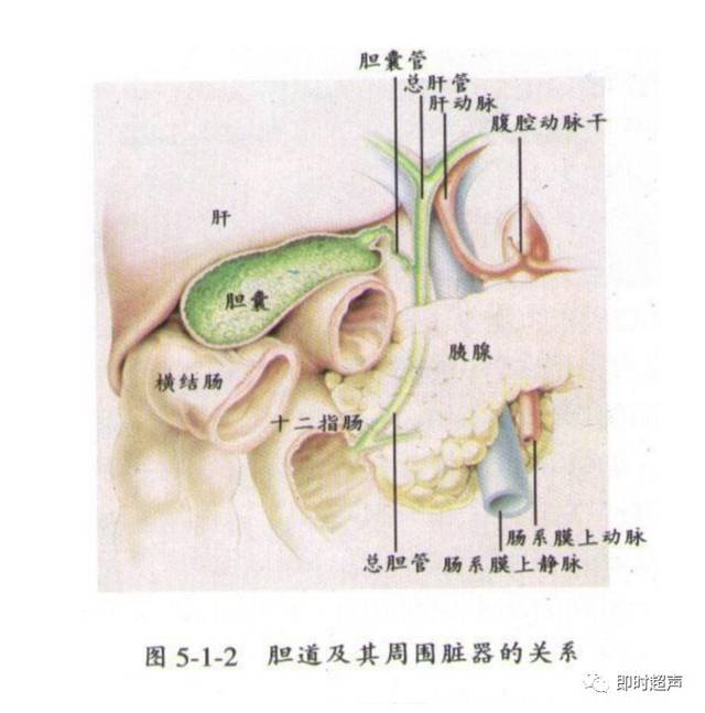 3cm毗邻结构:胆囊位于右上腹肝右叶脏面的胆囊窝内,呈囊泡状鸭梨形