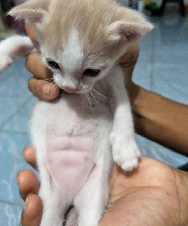 小奶猫拥有八块腹肌,估计是吃奶练出来的,主人:厉害了