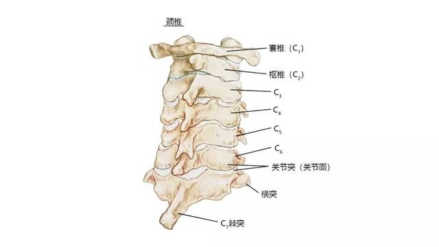 27张高清解剖图带你认识头,面,颈部骨骼及肌肉名称!珍藏!