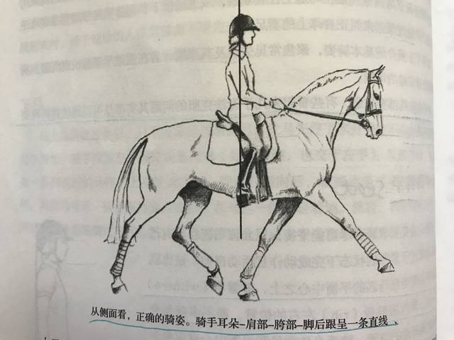 学骑马的六大原则---上马及正确的骑姿(三)
