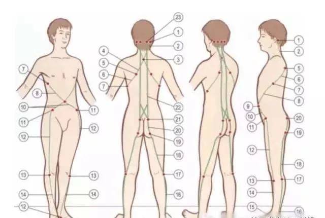 中医人体12条筋膜链解析及具体手法操作