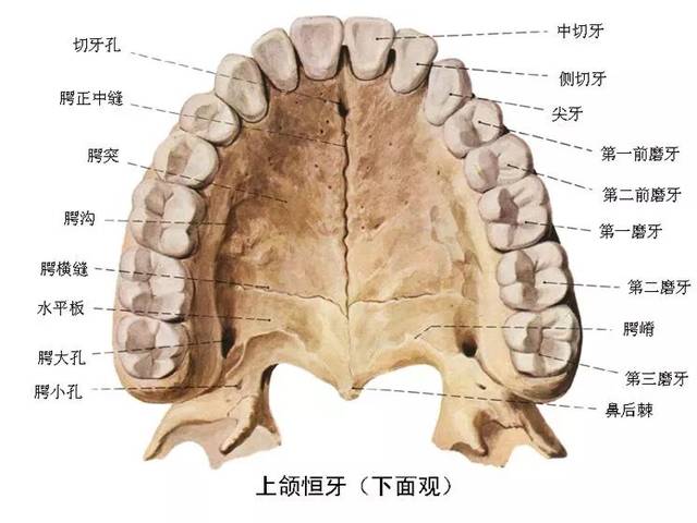 分部:分牙冠,牙根,牙颈三部分. 2.