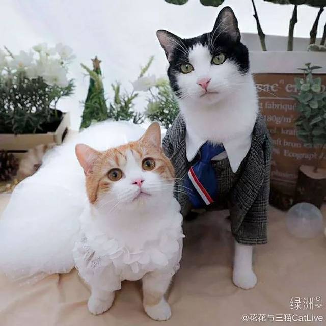 图为"糕糕" 花花与三猫catlive微博