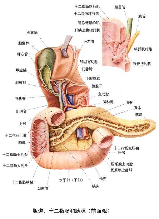 分泌胰液,经各级导管,流入胰腺管,胰腺管与胆总管共同开口于十二指肠