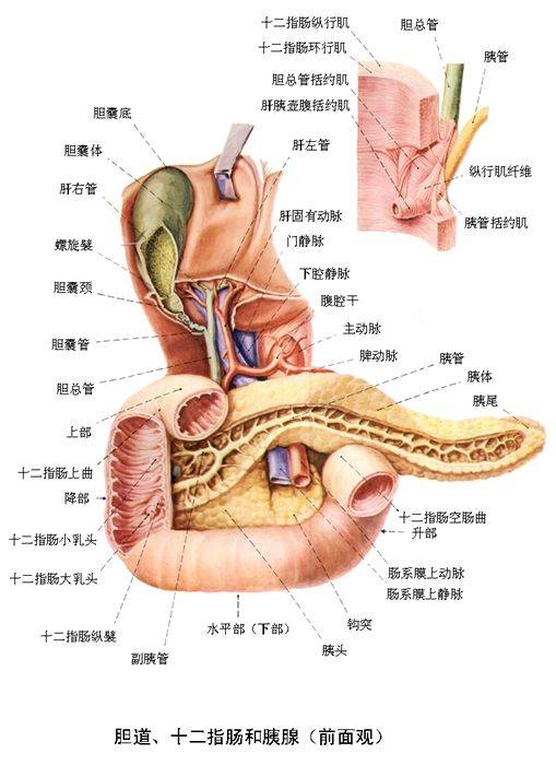 经各级导管,流入胰腺管,胰腺管与胆总管共同开口于十二指肠