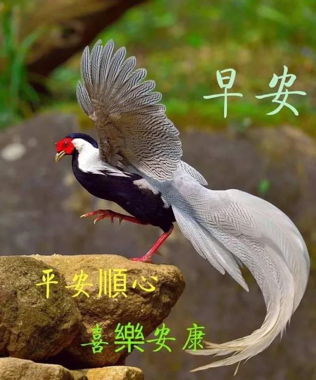 星期五最新漂亮早上好动态美图鲜花带字,腊月早晨好幸福暖心的问候