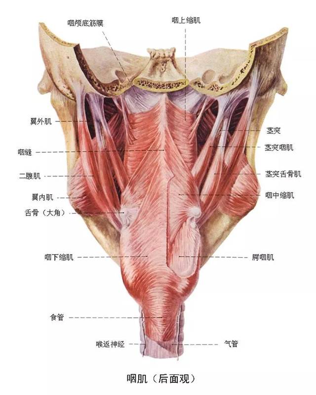 消化系统解剖图谱