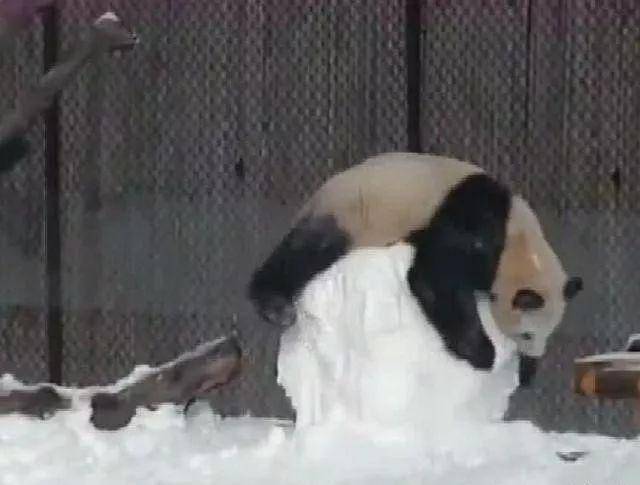 熊猫堆雪人是个什么体验?一只倔强熊猫与雪人的爱恨情仇