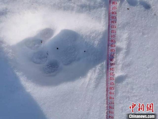 黑龙江海林林区发现野生东北虎足迹