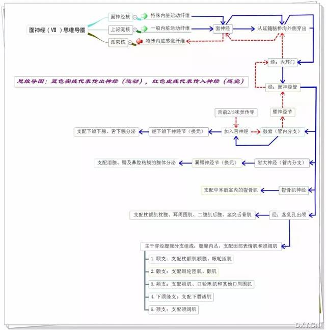 干货!人体解剖学思维导图