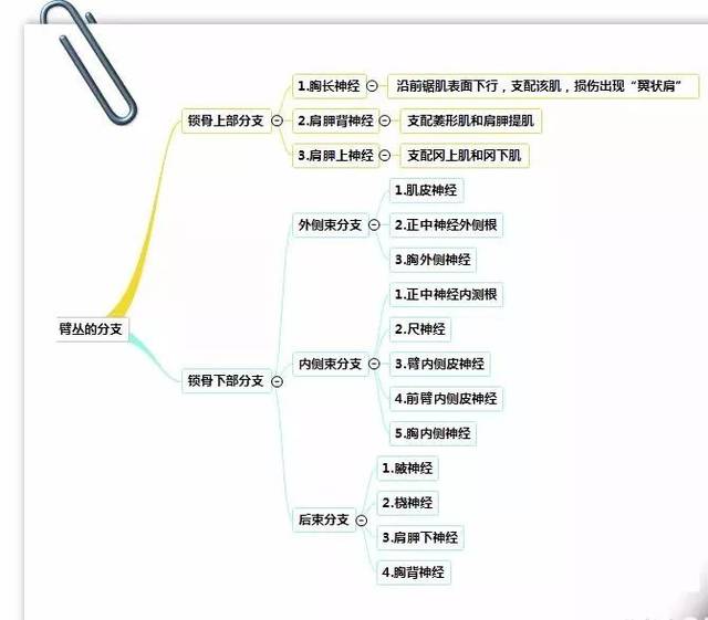 干货!人体解剖学思维导图