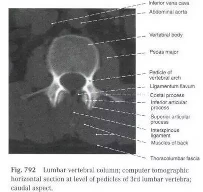 腰椎解剖图基础